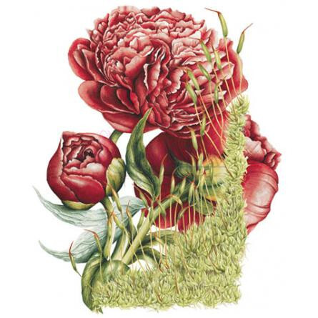 Peony & Moss-جو مالون پیونی اند موس