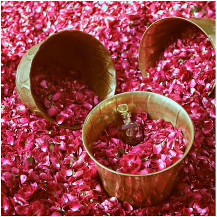 Reverie De La Rose Khwaab-e-Gulaab-ساسوا ریوری دی لا رز  خواب الجلاب