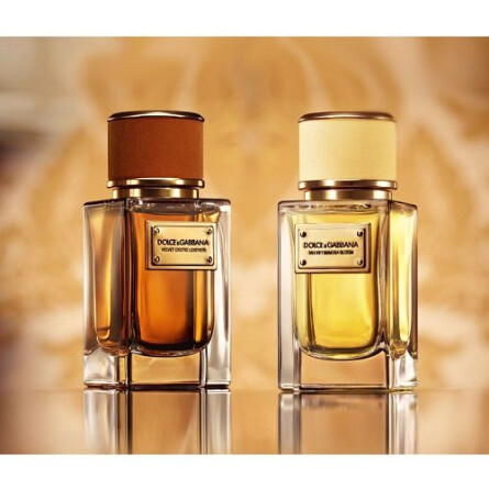 Velvet Mimosa Bloom-دولچه گابانا ولوت میموسا بلوم