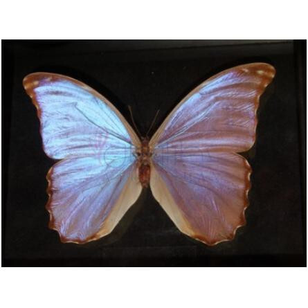 Butterfly-بود پارفومز باترفلای