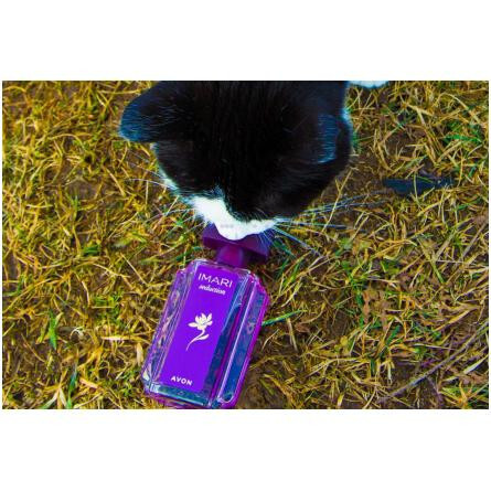 Imari Seduction 2015-اوان ایماری سداکشن 2015