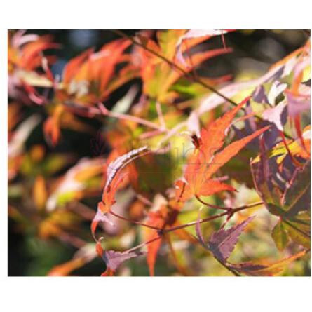 Autumn-بود پارفومز اوتم