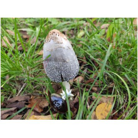 Grain de Soleil-فراگونارد گرین د سولیل