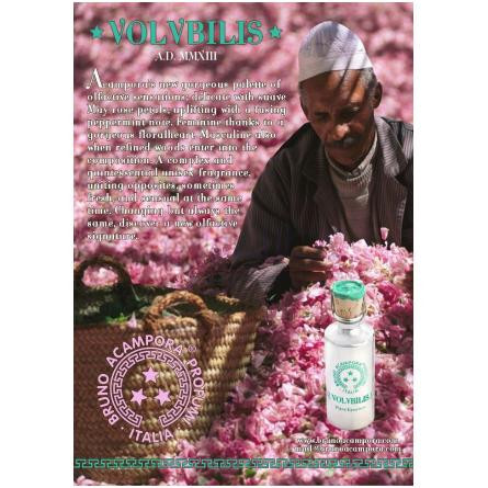 Volubilis – Eau de Parfum-برونو آکامپورا ولوبیلیس