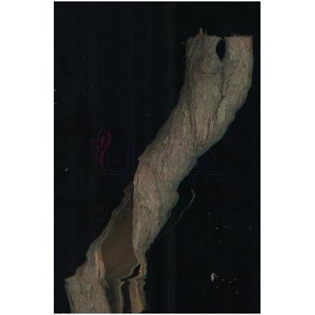 Unusual Wood-زارا انیوژوال وود