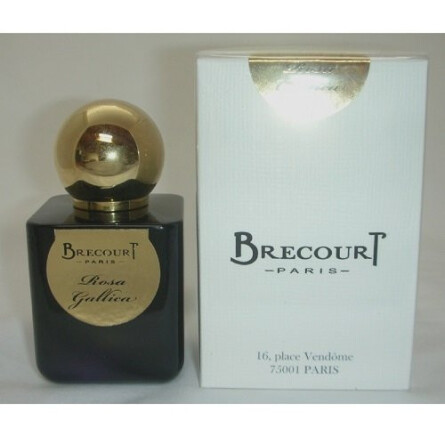 Rosa Gallica-برکورت رز گالیکا