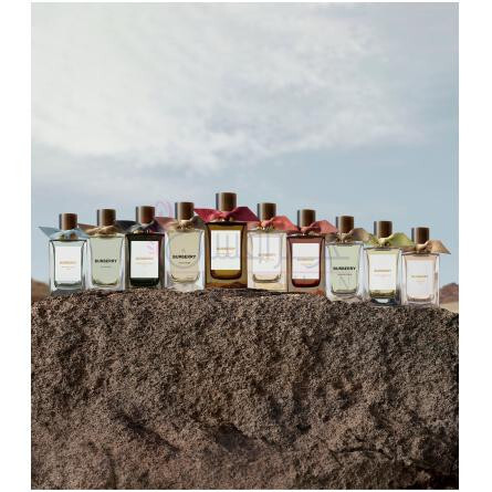 Oud Storm-باربری عود استورم