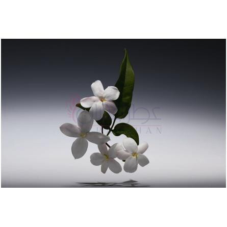 Jasmin Elixir Precieux-دیور جاسمین الکسیر پریسیو