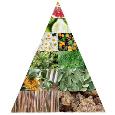 Pine Tree + Vetiver-برومی پاین تری اند وتیور