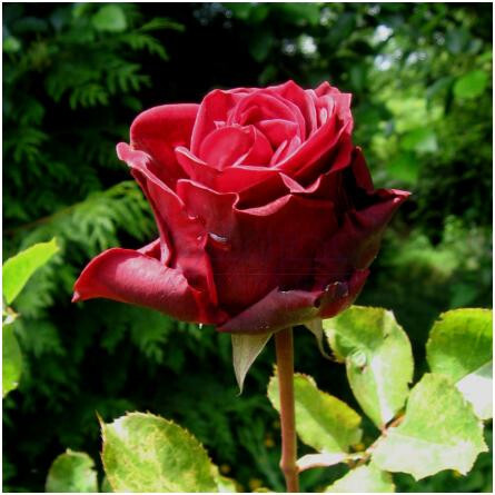 Ballets Rouges-المپیک ارکیدز ارتیسان پرفیومز بالتس روژس