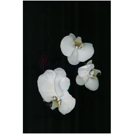 Unusual Flower-زارا انیوژوال فلاور