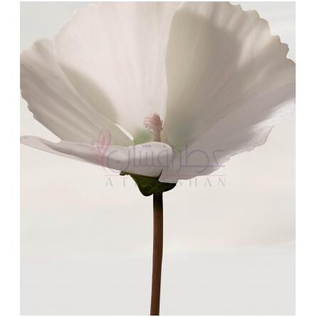 Snow Blossom-باربری اسنو بلوسوم