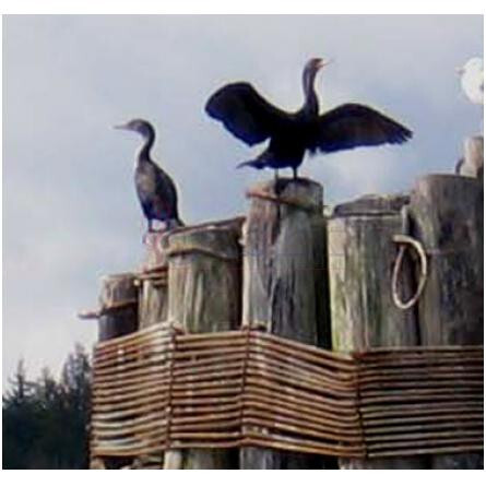 Kingston Ferry-المپیک ارکیدز ارتیسان پرفیومز کینگستون فری