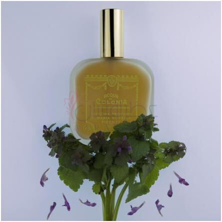 Patchouli-سانتا ماریا نوولا پچولی