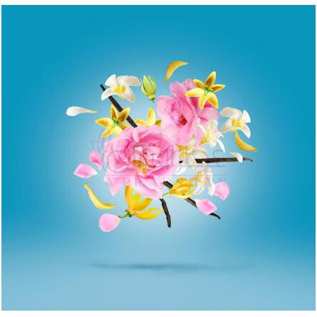 Amphorae 27-زرجوف امفورای 27