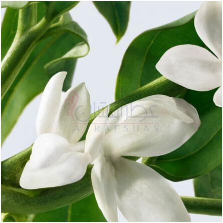 Pure Grace Eau de Parfum-فیلاسفی پیور گریس ادو پرفیوم