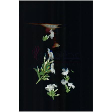 Unusual Gourmand-زارا انیوژوال گورمند