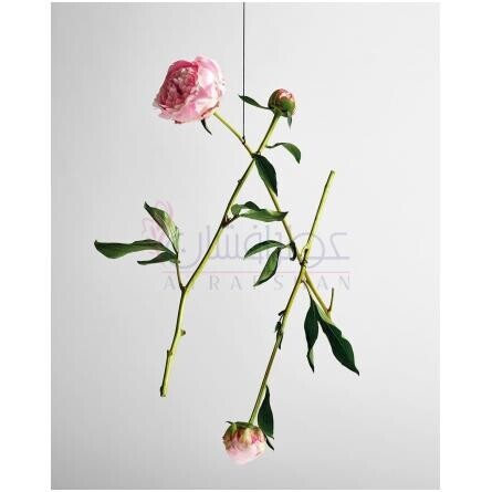 Solo Loewe Ella Eau de Toilette-لووه سولو لووه الا ادوتویلت