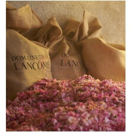 Absolue Not Your Rose-لانکوم ابسولوت نات یور رز