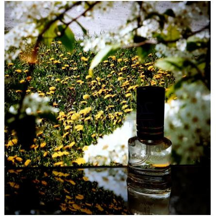 Dandelion Wine-فور اور تو دندلیون واین