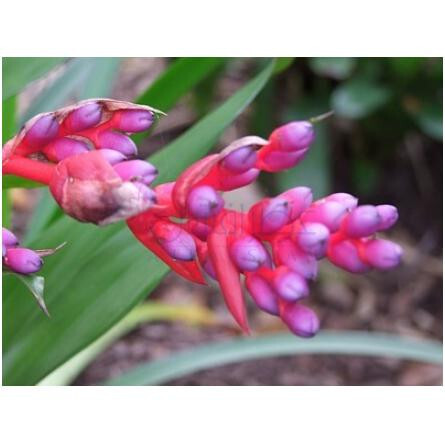 Sophia-بود پارفومز صوفیا