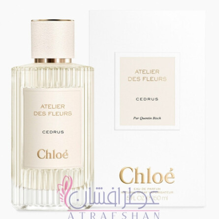 cedrus chloe