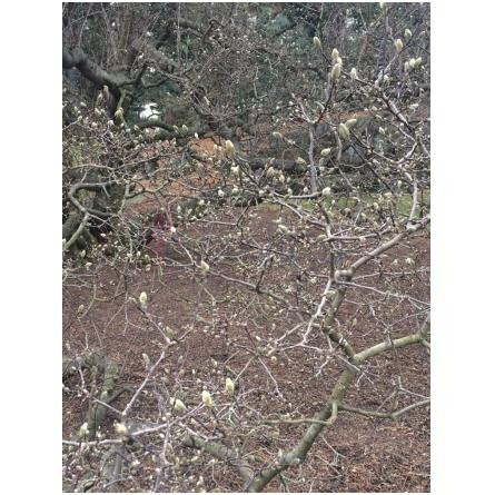 Tilia-کلاندستین لابوراتوریوز تیلیا