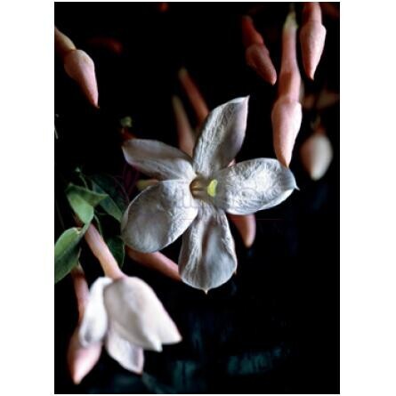 Essence Jasmine-دی کی ان وای اسنس جاسمین