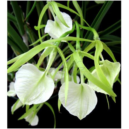 Little Stars-المپیک ارکیدز ارتیسان پرفیومز لیتل استارز