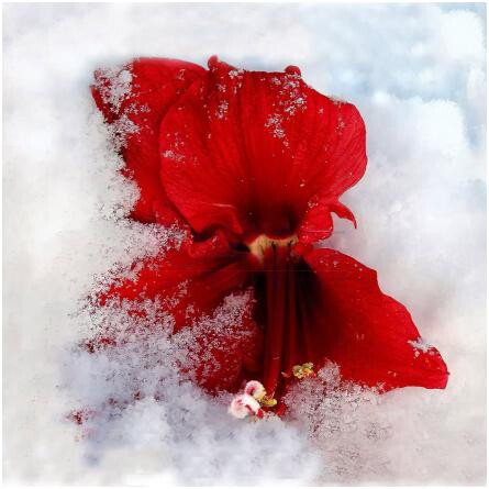 Deja Vu-فونگ دانگ دجا وو