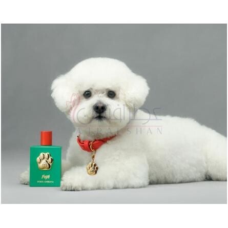 Fefé-دولچه گابانا فی فی