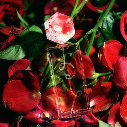 KNOP-رویک کنوپ