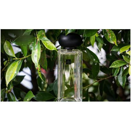 Oolong Tea-جو مالون کلن تی