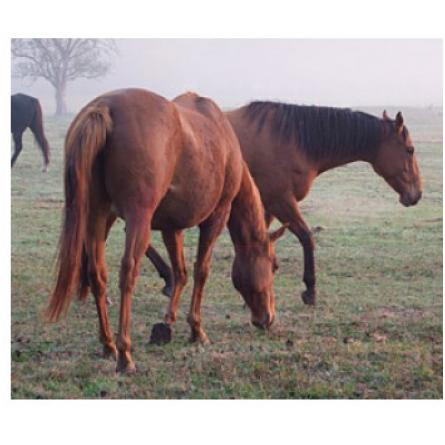 Whoa De Cologne-بود پارفومز وو د کلن