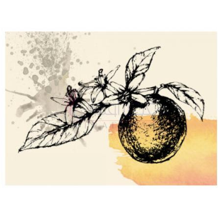 No. 1-الن شاو شماره 1