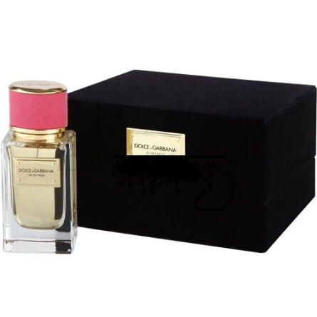 Velvet Rose-دولچه گابانا ولوت رز