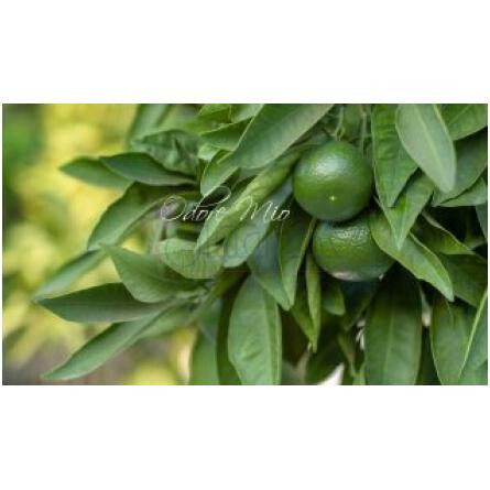 Fresh Lime-اودور میو فرش لایم
