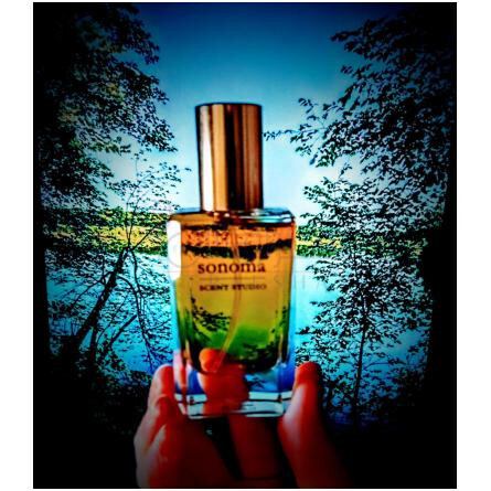 Pacific Forest-سونوما سنت استودیو پسیفیک فارست