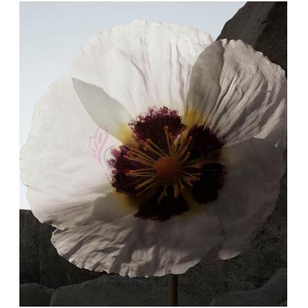 Ash Flower-باربری اش فلاور