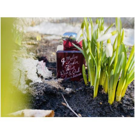 Velvet Rose & Oud Cologne Intense-جو مالون ولوت رز اند عود کلن اینتنس