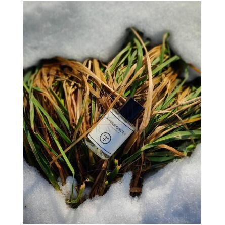 Ambergreen-اولیور اند کو امبر گرینن