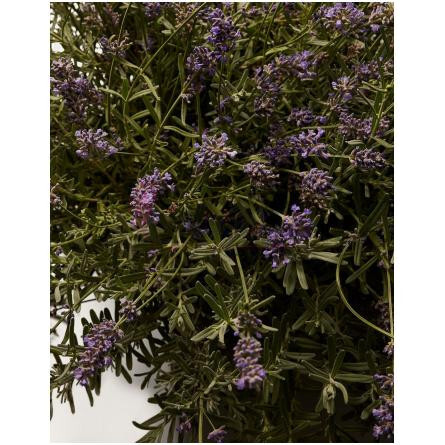 DGVIB3 Eau de Parfum-دولچه گابانا دی جی وی آی بی 3 ادوپرفیوم