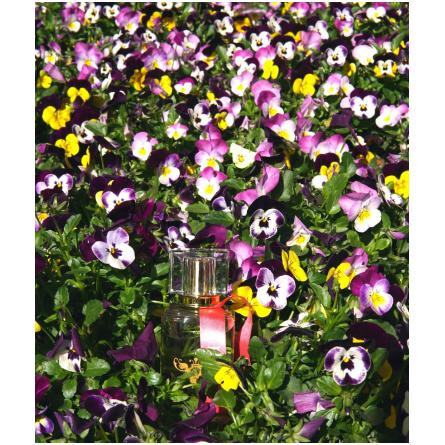 Lovely-لانو لاولی