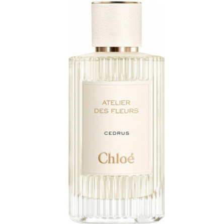 Cedrus-کلوهه سدروس