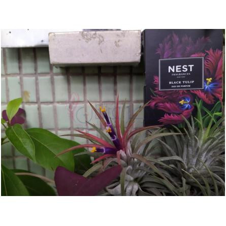 Black Tulip-نست بلک تولیپ