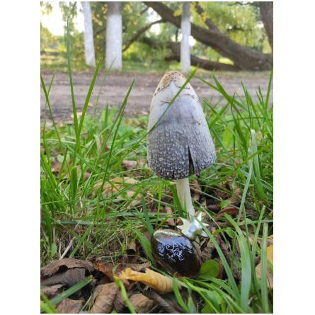 Grain de Soleil-فراگونارد گرین د سولیل