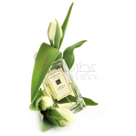 French Lime Blossom-جو مالون فرنچ لایم بلوسوم