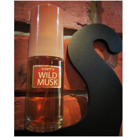 Wild Musk-کوتی وایلد مسک