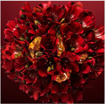 Amazonian Rose-کارولینا هررا امازونیان رز