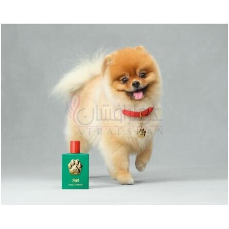 Fefé-دولچه گابانا فی فی